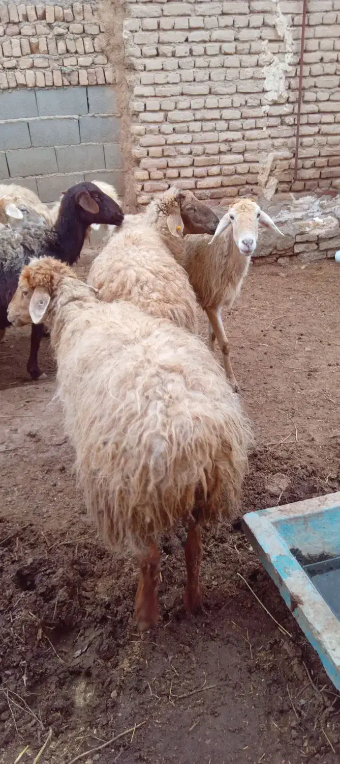 میش داشتی|حیوانات مزرعه|اسفراین, |دیوار