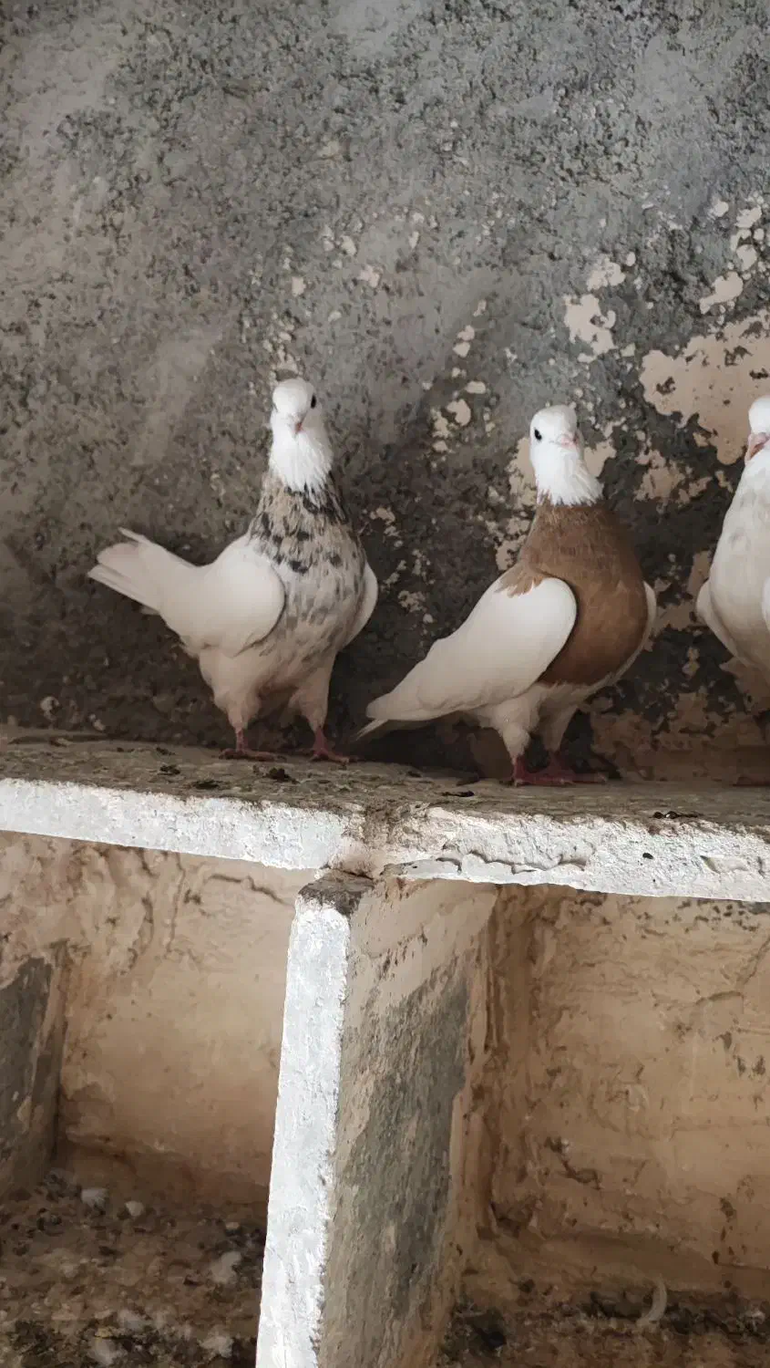 طوقی لیمویی فروشی|پرنده|جوین, |دیوار