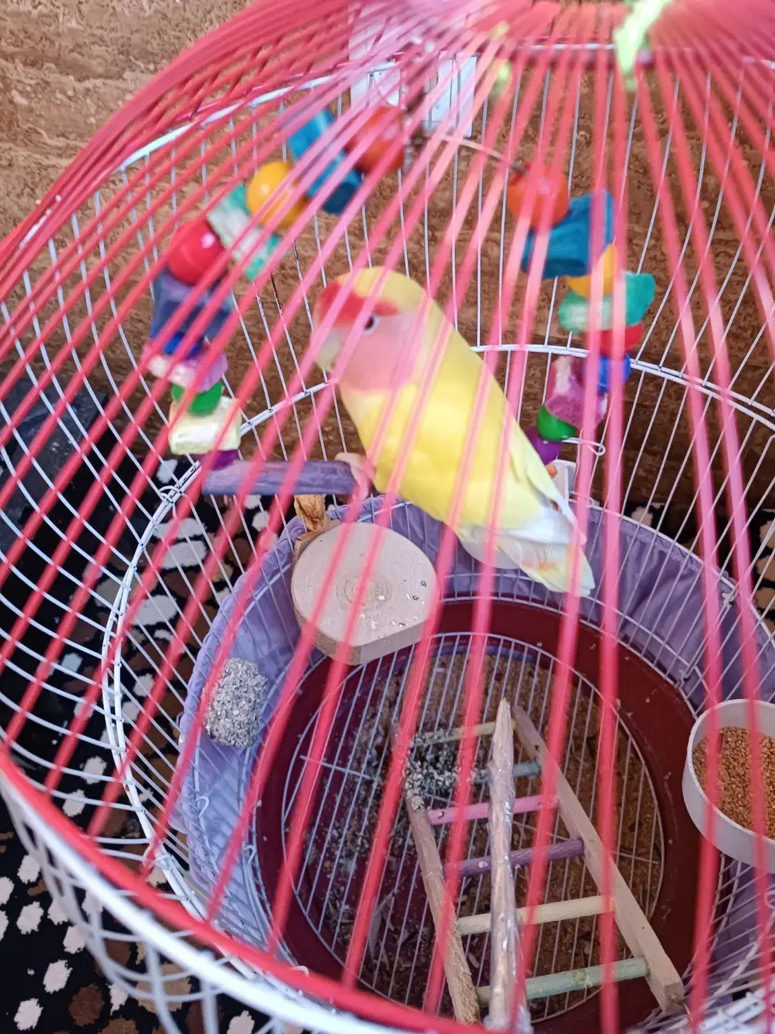 طوطی برزیلی|پرنده|سقز, |دیوار