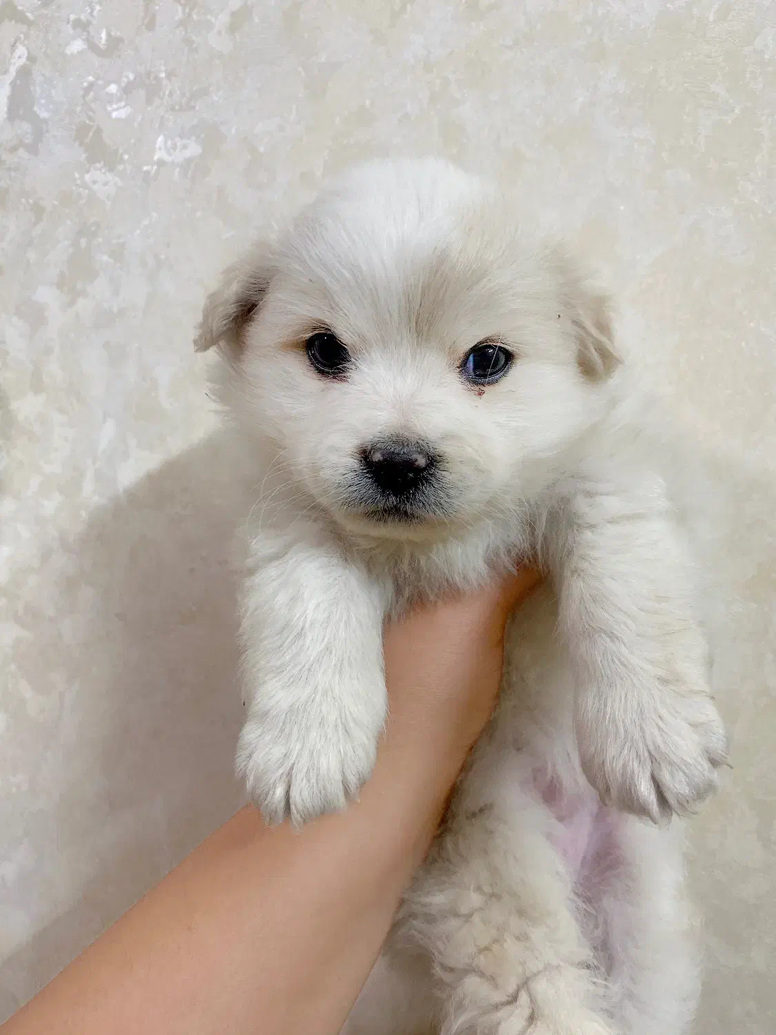 واگذاری سگ ماده پامر اشپیتز|سگ|یزد, |دیوار