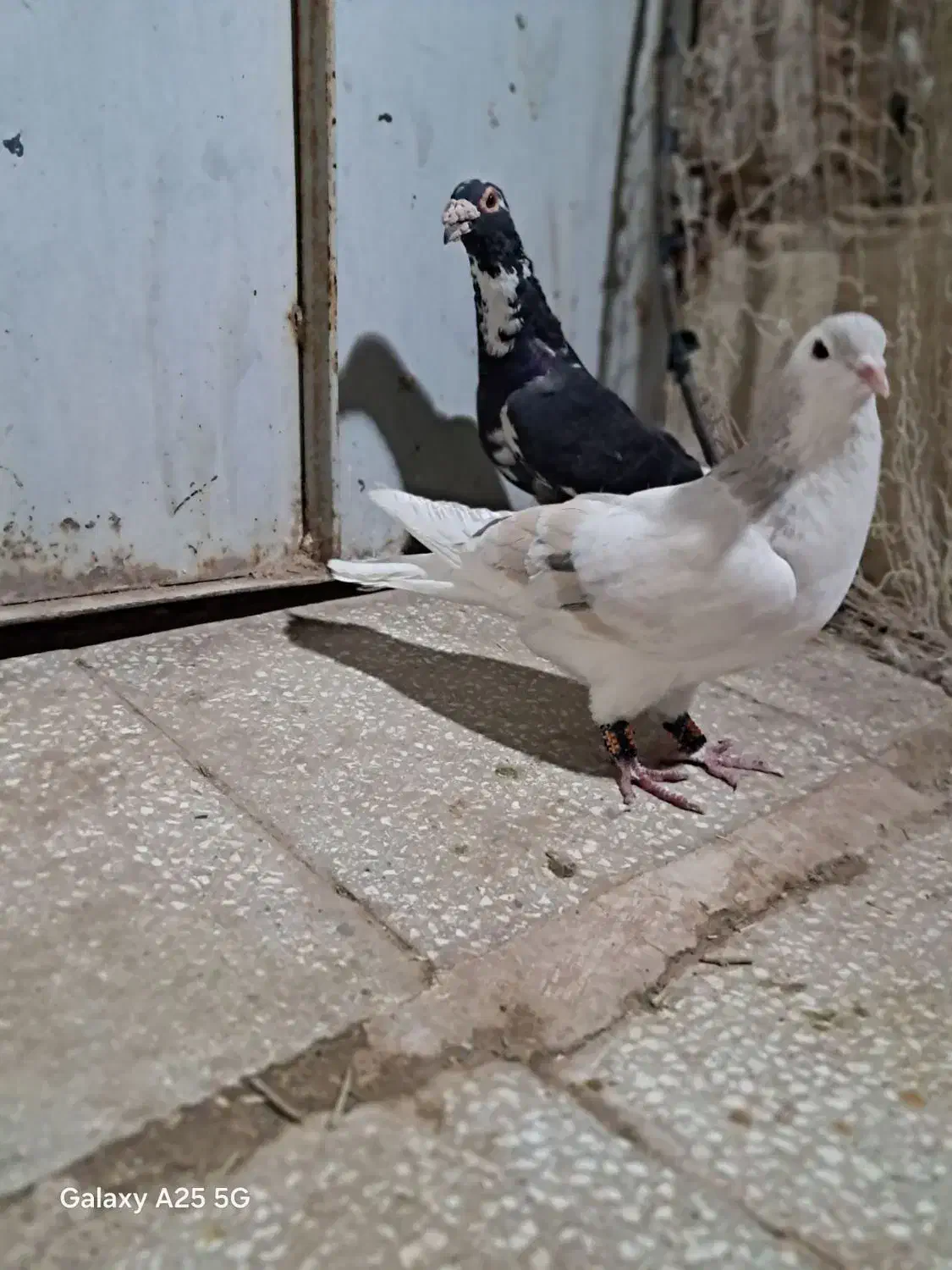 سده هفرنگ و پلنگ|پرنده|سبزوار, سجاد|دیوار