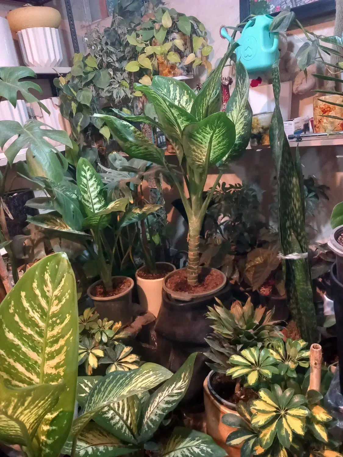 گل گیاه آپارتمانئ|گل و گیاه طبیعی|ورامین, ورامین|دیوار