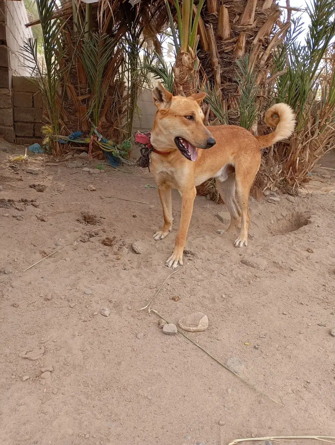 سگ نگهبان|سگ|رودبار (کرمان), |دیوار