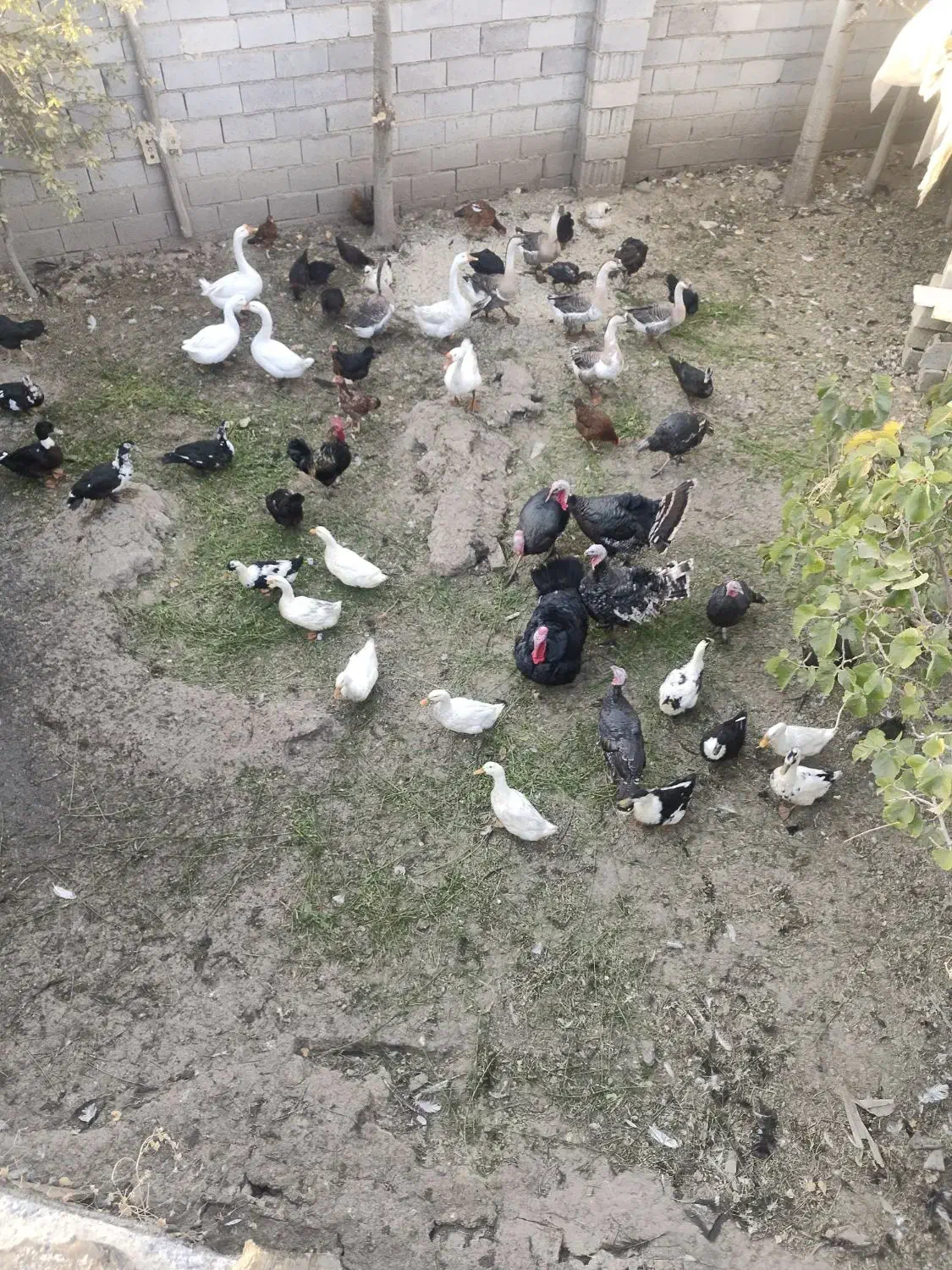 بوقلمون و قوغاز|حیوانات مزرعه|نوشین شهر, |دیوار