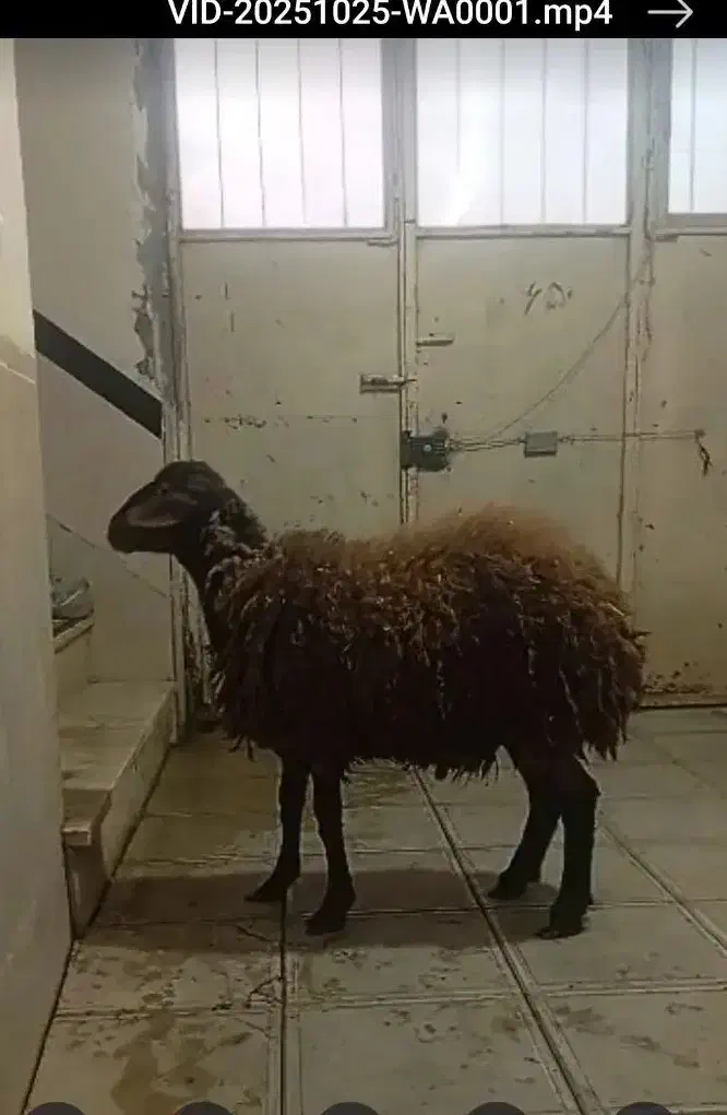 همو زیگوت   یا چند قلو زا|حیوانات مزرعه|کلاترزان, |دیوار