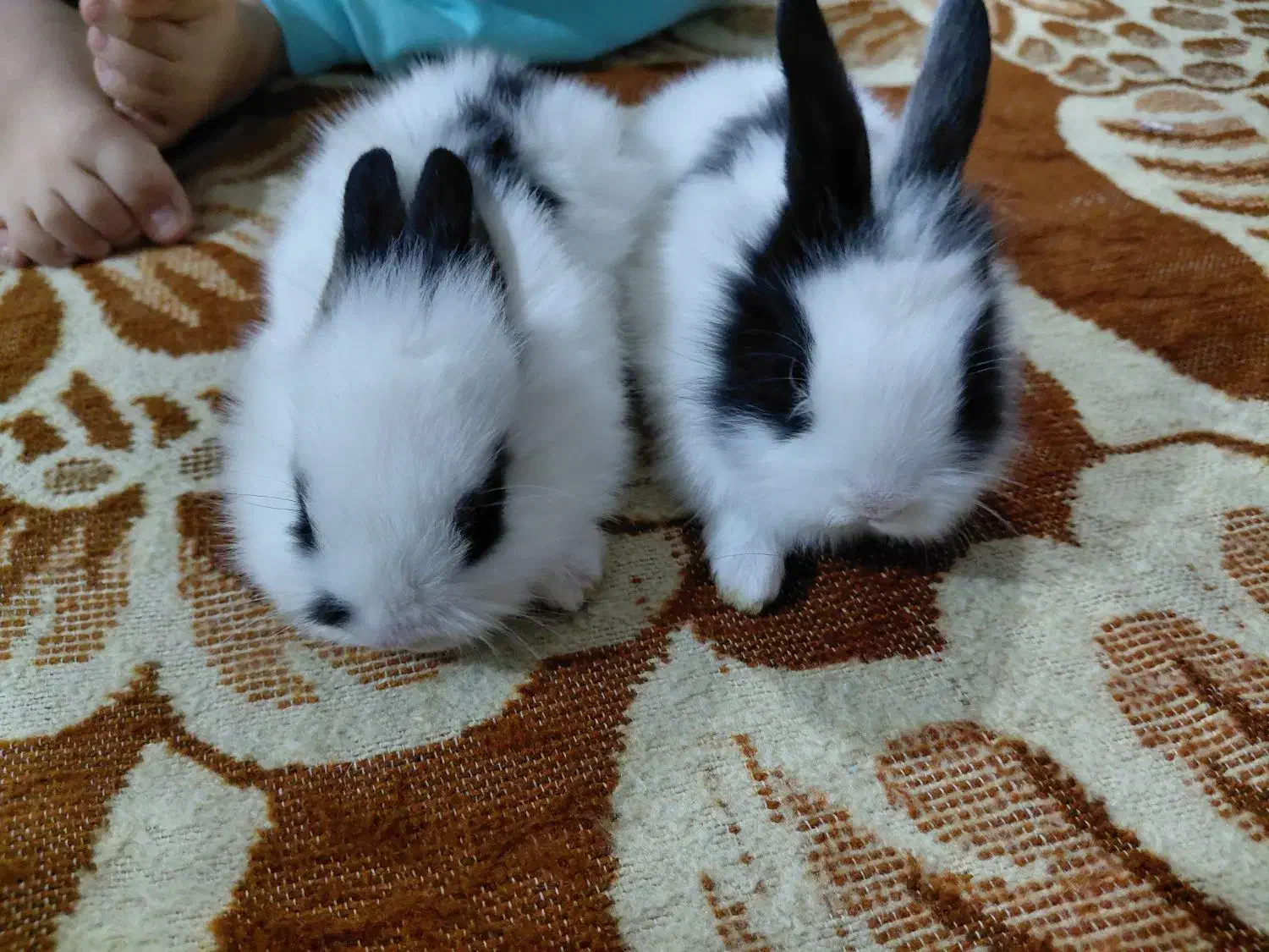 خرگوش لوپ پشمالو|موش و خرگوش|اهواز, اسلام آباد غربی|دیوار