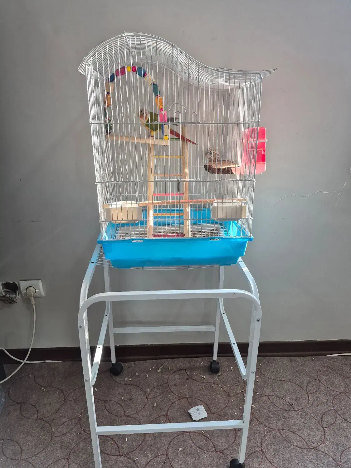 گرینچیک اناناسی|پرنده|فردیس, نگارستان|دیوار