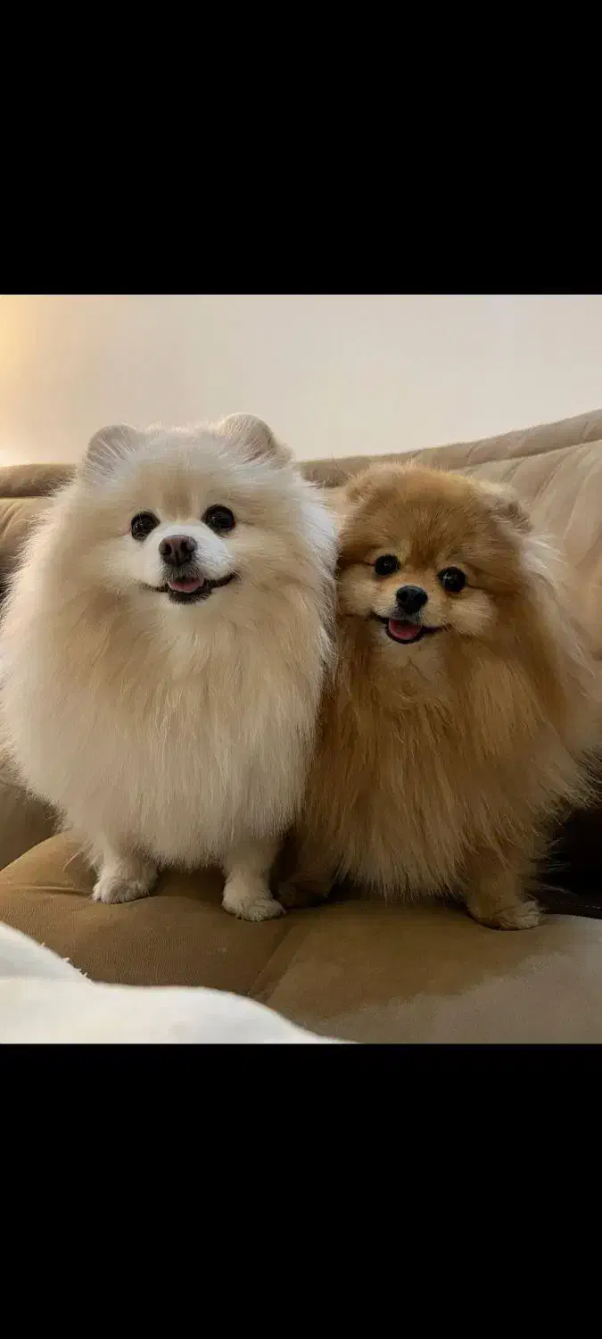 توله سگ پامر،پامرین اصیل|سگ|تهران, تهرانسر مرکزی|دیوار