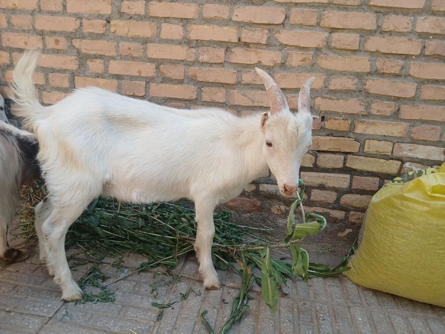 سانن|حیوانات مزرعه|بجستان, |دیوار