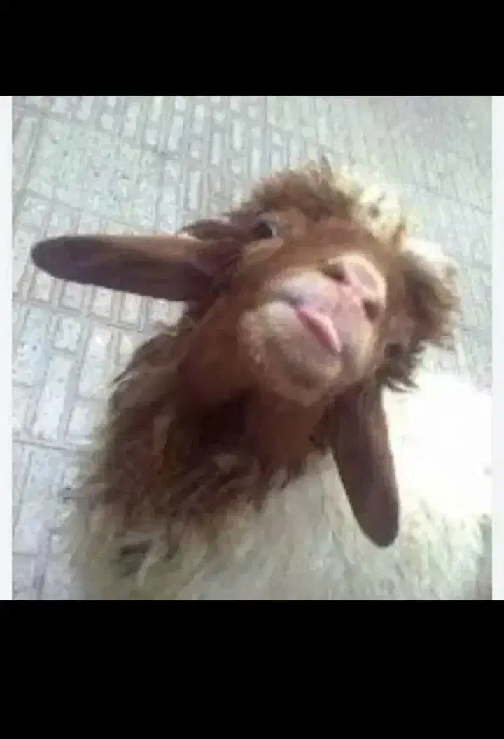 کودحیوانی|لوازم جانبی حیوانات|بم, |دیوار