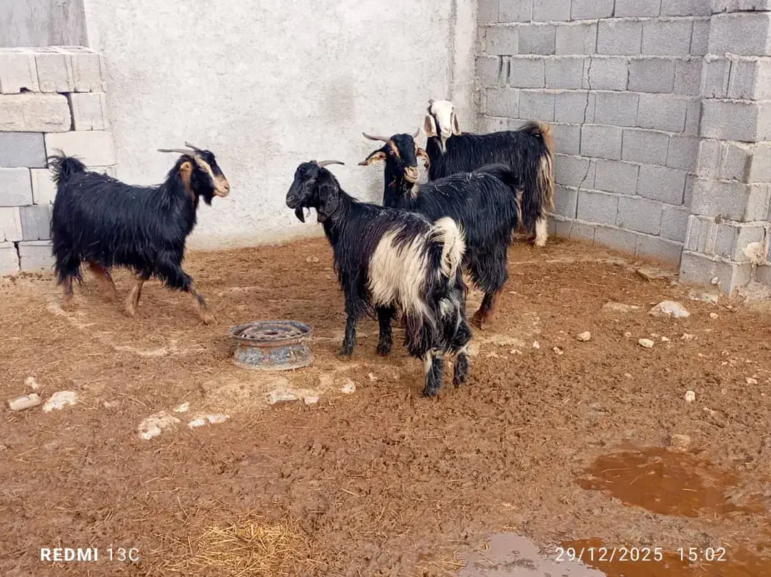 بز آبستن|حیوانات مزرعه|شیراز, رحمت‌آباد|دیوار