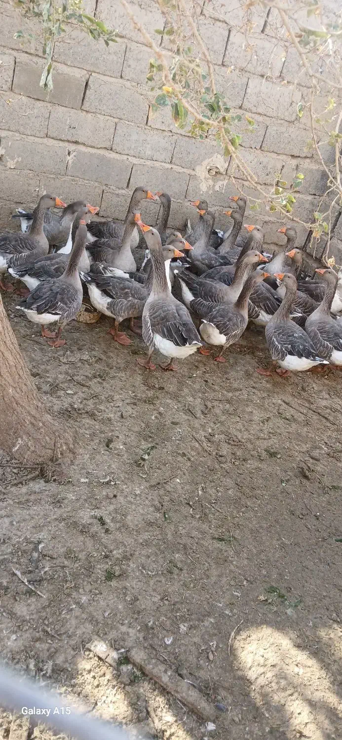 بت (غاز)|حیوانات مزرعه|زابل, |دیوار