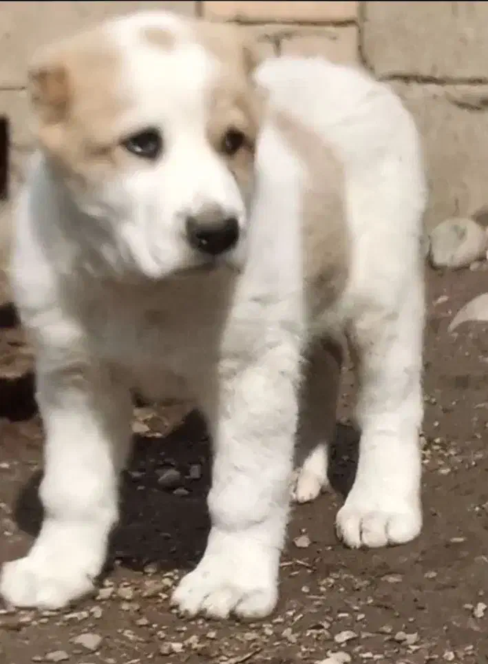 واگذاری آلابای سنگین وزن نگهبان و گله|سگ|رشت, ترمینال|دیوار