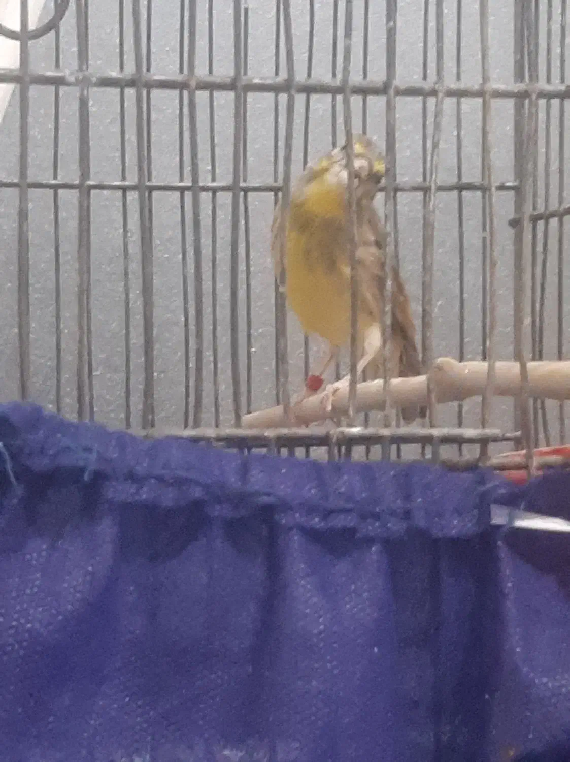 سهره|پرنده|تهران, شهرک ولیعصر جنوبی|دیوار