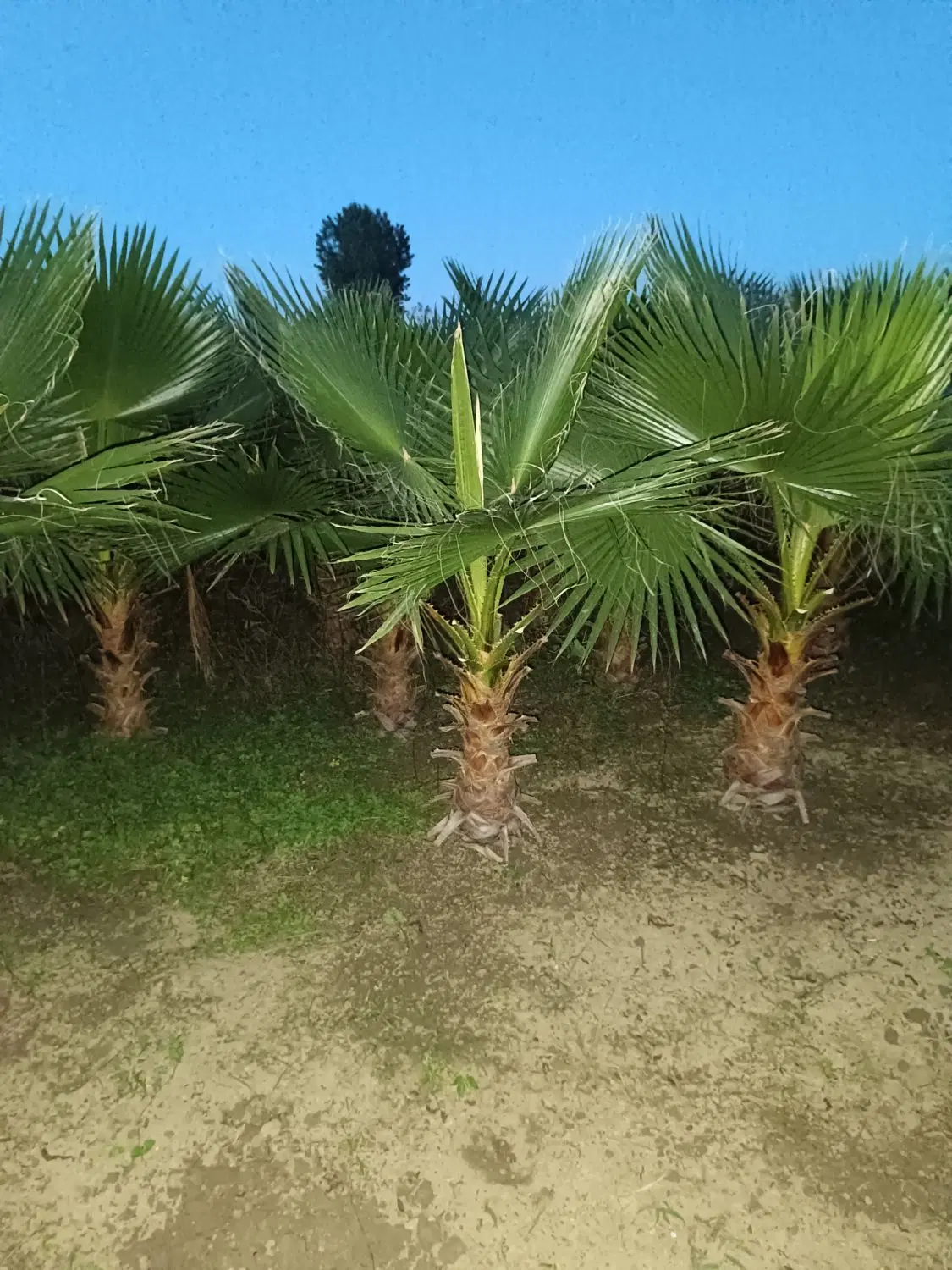 پالم|خدمات باغبانی و درختکاری|رودسر, |دیوار