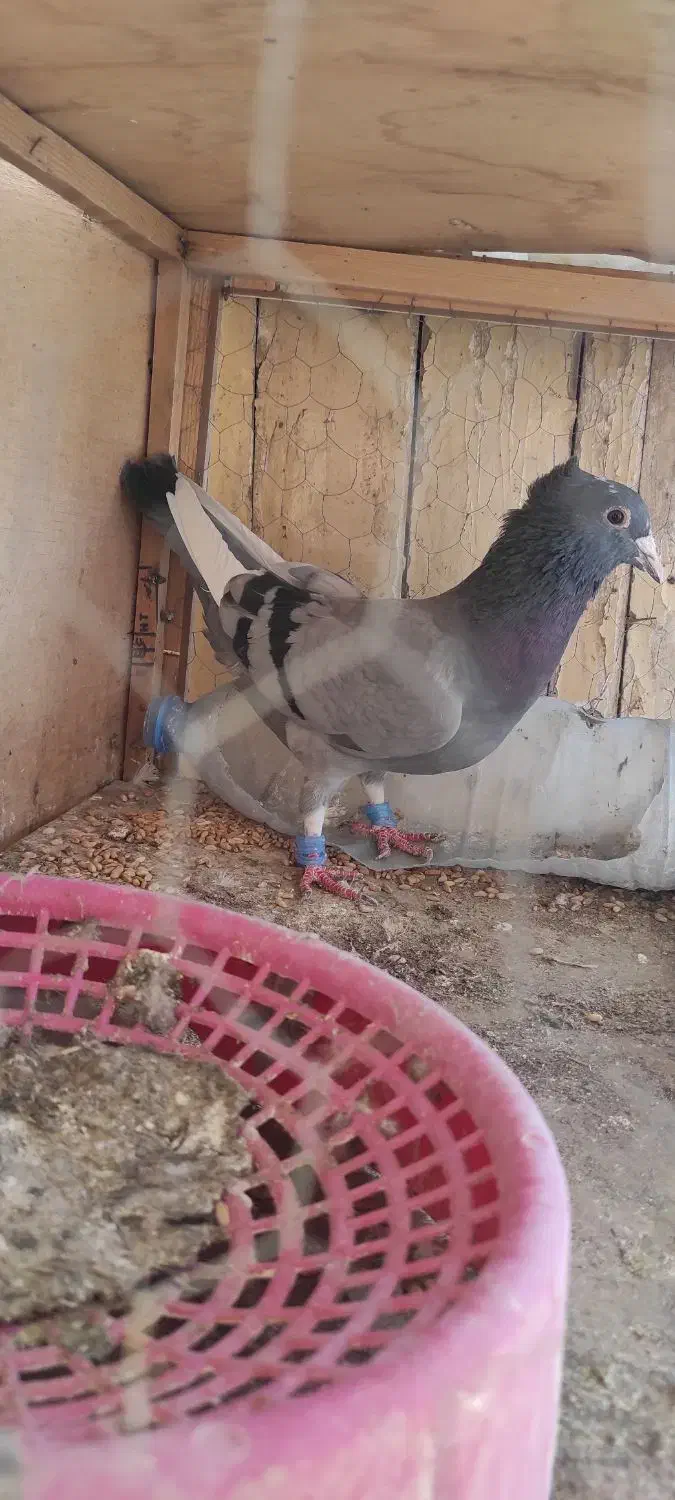 میناسبز کاکل ماده|پرنده|زاهدان, |دیوار