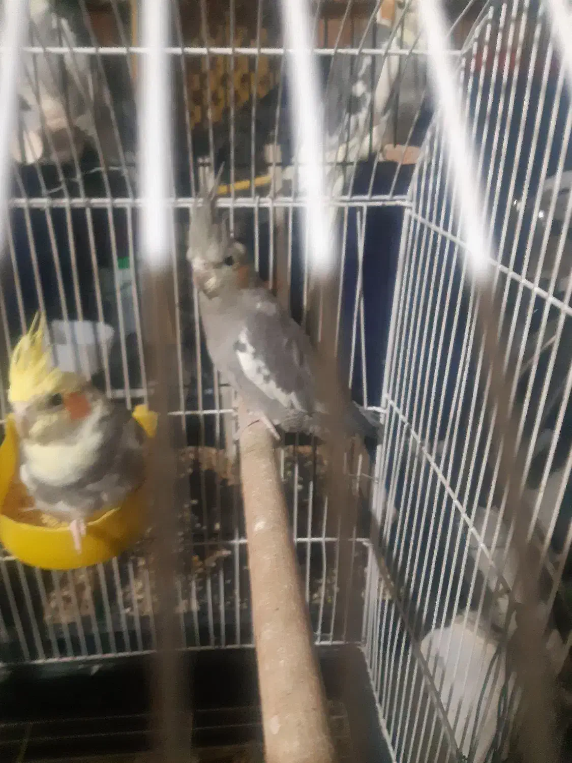 عروس هلندی|پرنده|زنجان, |دیوار