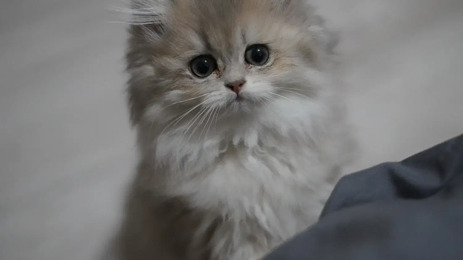 گربه ی بریتیش|گربه|تهران, آسمان|دیوار