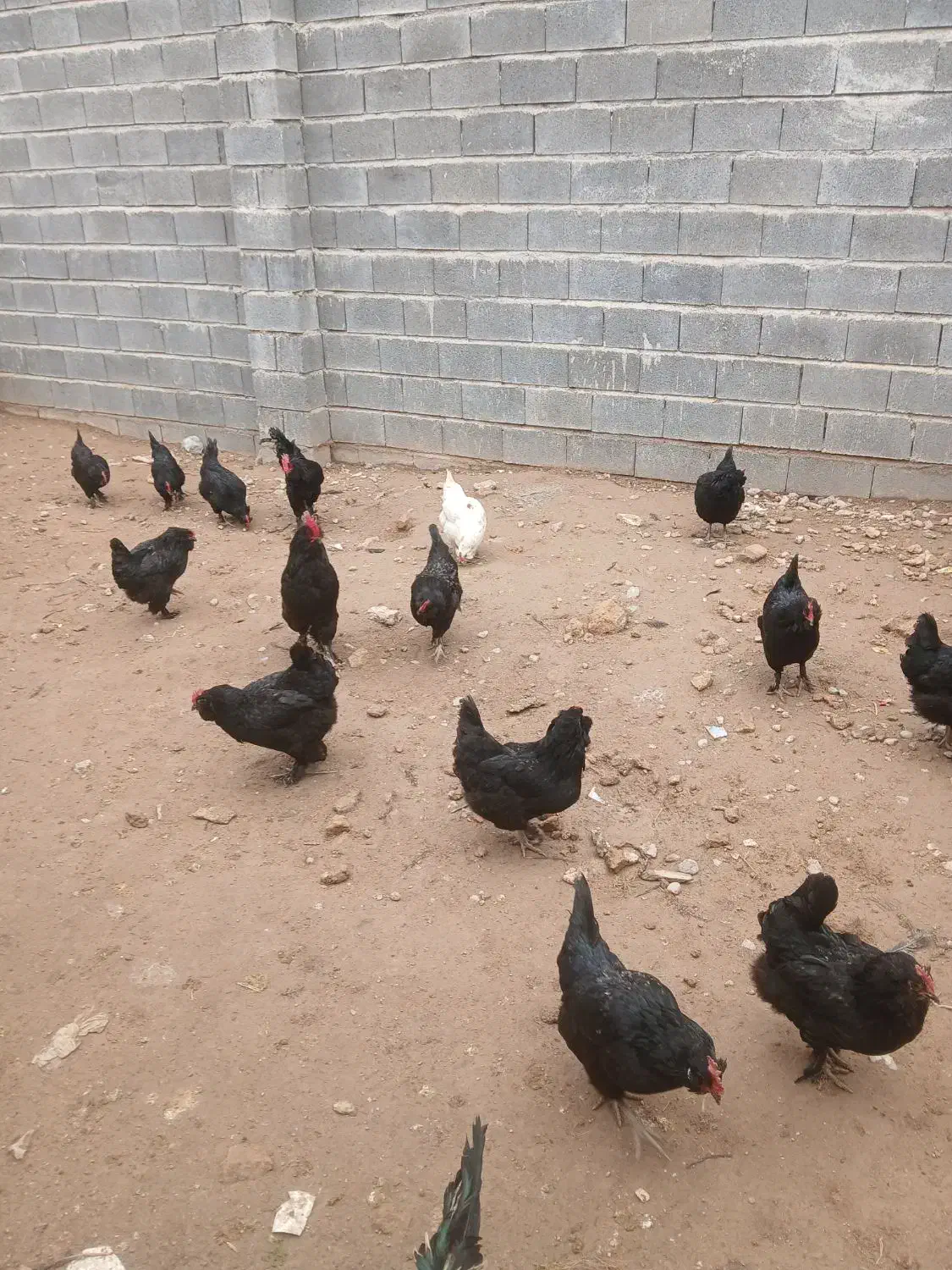 مرغ خروس|حیوانات مزرعه|فاروج, |دیوار