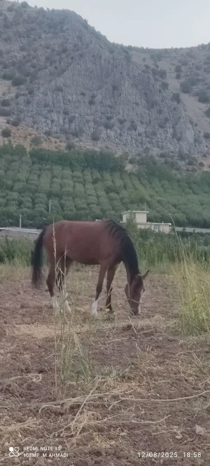 اسب درشور مادیان|اسب و تجهیزات اسب‌سواری|یاسوج, |دیوار