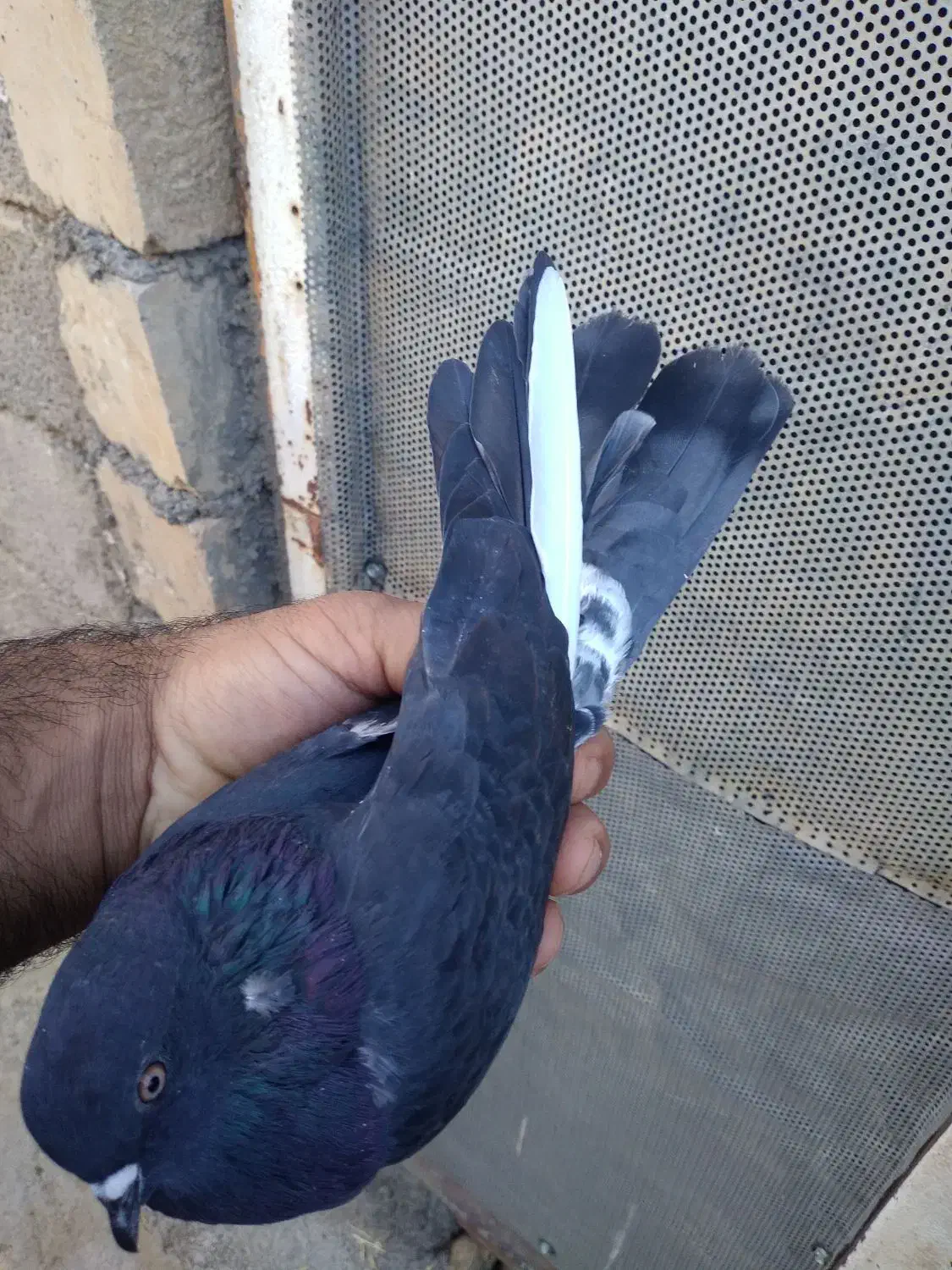 پرنده|پرنده|کارزان, |دیوار