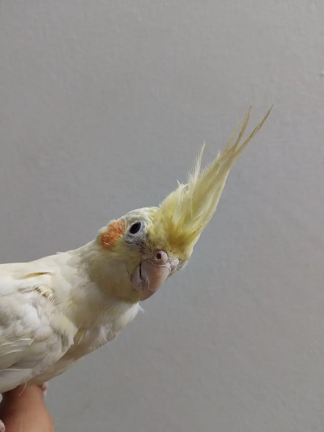 عروس هلندی لوتینو|پرنده|اصفهان, منتظرالمهدی|دیوار