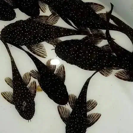 ماهی نظافتچی لجن خوار لوچ کفخوار / آکواریوم سانفیش|ماهی|زنجان, |دیوار