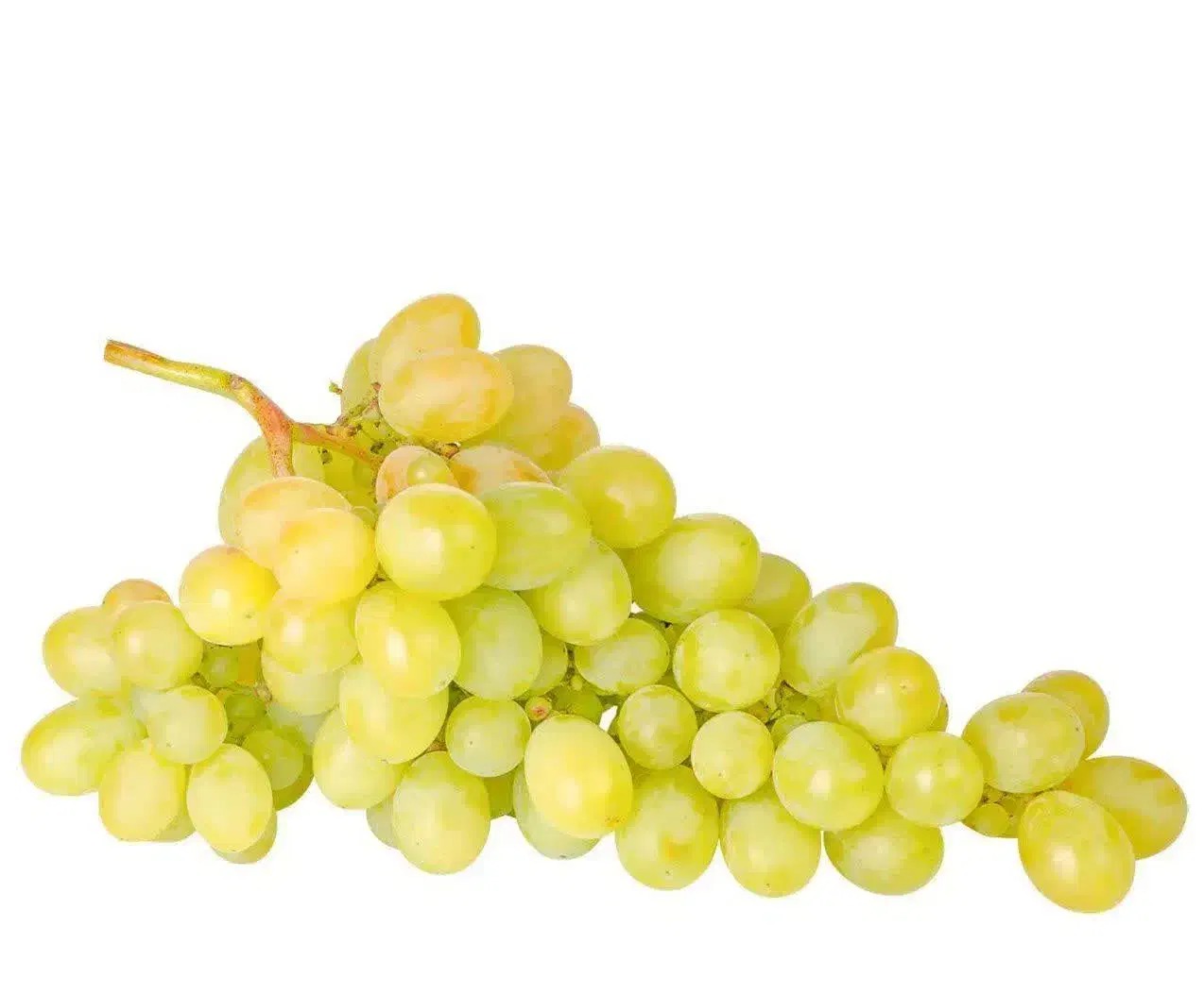 پیشفروش نهال انگور ویکتوریا|خدمات باغبانی و درختکاری|کندوان, |دیوار