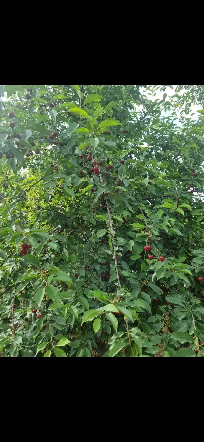 نیازمند زوج سرایدار|استخدام سرایداری و نظافت|دماوند, دماوند|دیوار