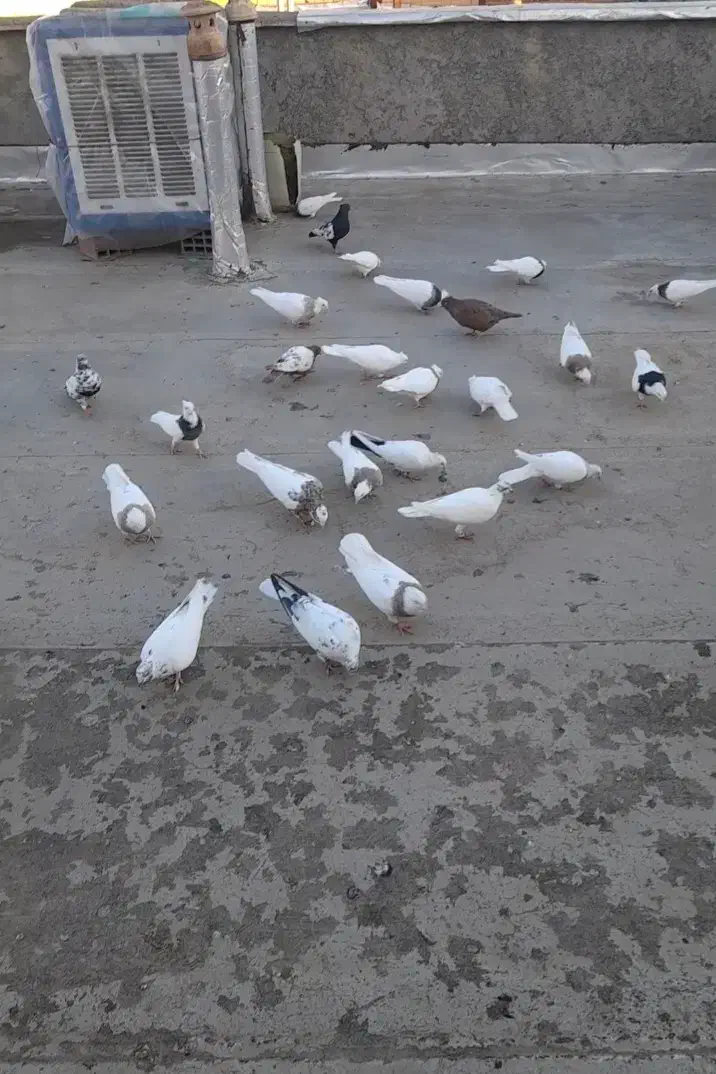 فروش کبوتر|پرنده|مریوان, |دیوار