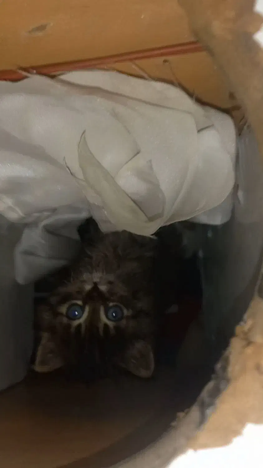 واگذاری یک گربه خوشگل پرشین چشم ابی|گربه|ارومیه, |دیوار