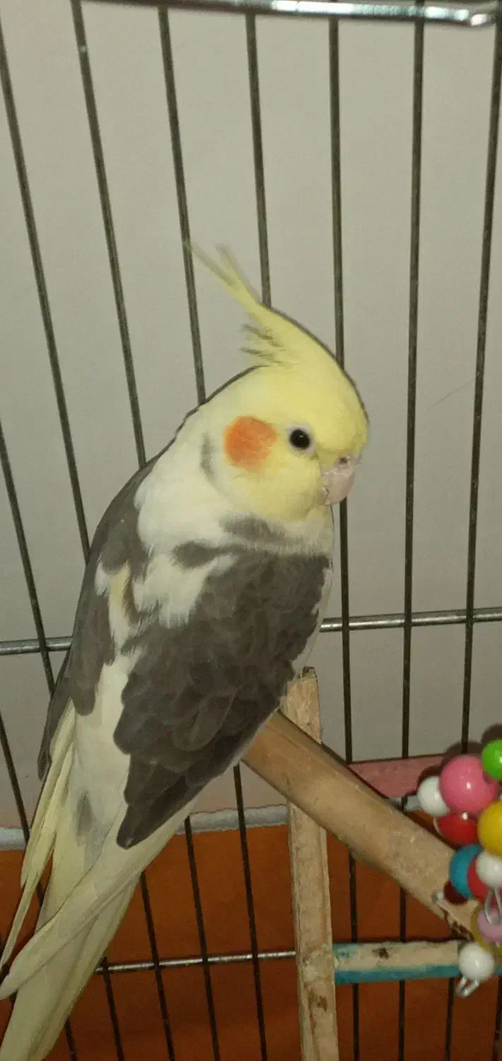 عروس هلندی نر و ماده همراه با تخم|پرنده|بوکان, |دیوار