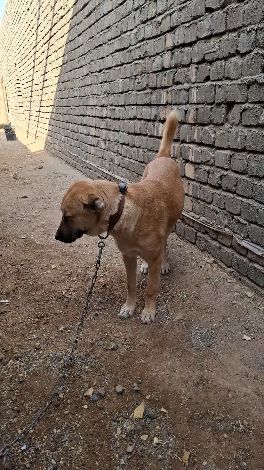 واگذاری توله دهن پاک|سگ|قنوات, |دیوار