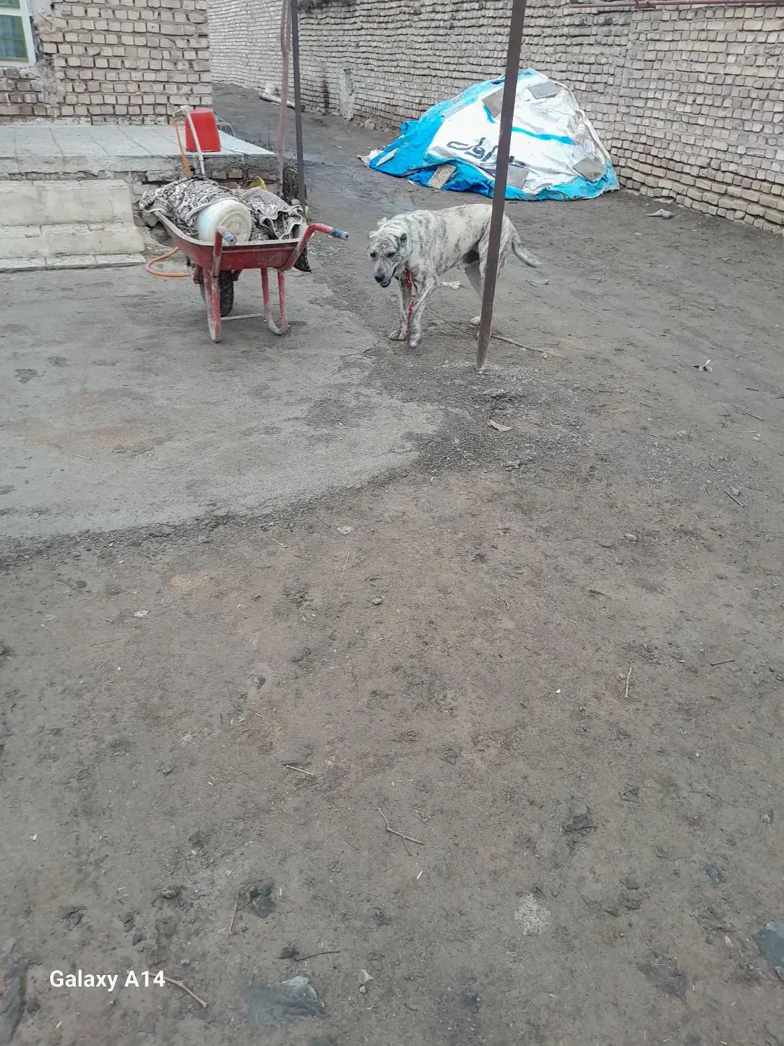 سگ گله|سگ|طاغنکوه, |دیوار