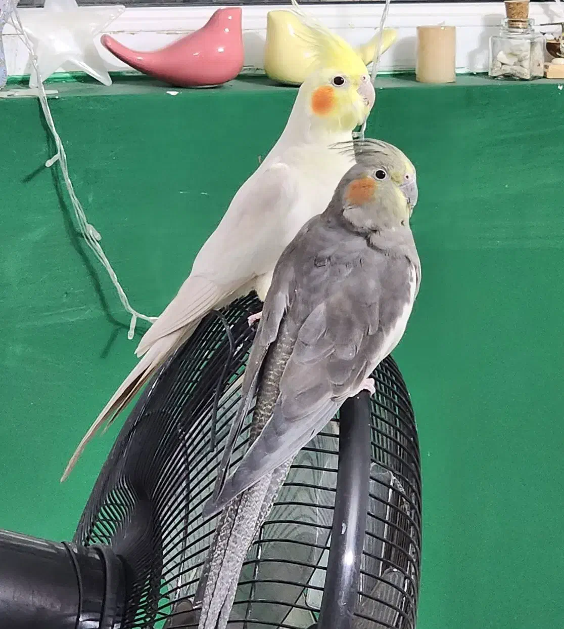 عروس هلندی به شرط جوجه|پرنده|کاشمر, |دیوار