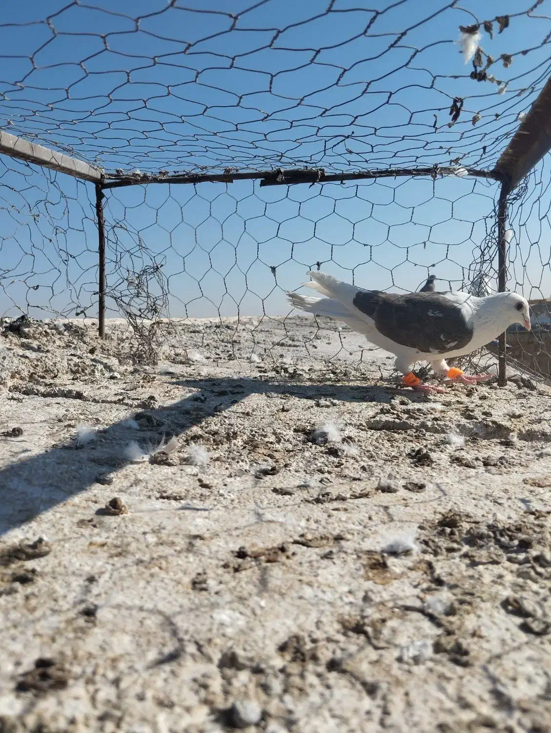 پشت کویتی ماده|پرنده|کاشمر, |دیوار