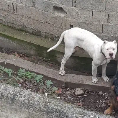 سگ داگو آرژانتینی|سگ|کلاردشت, |دیوار