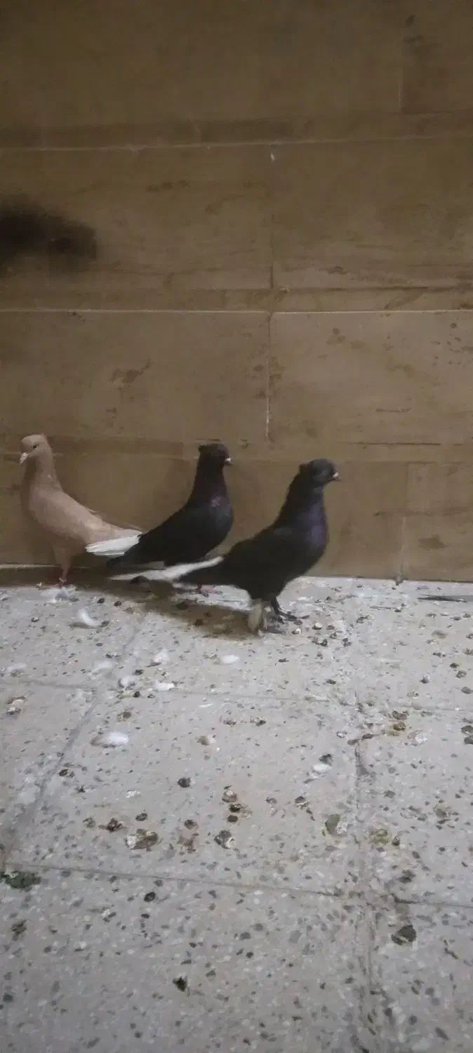 دم سفید|پرنده|قم, نخودی|دیوار