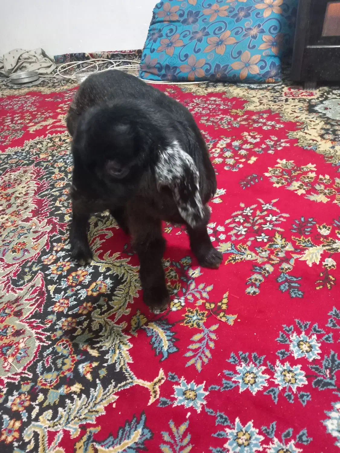 بزغاله|حیوانات مزرعه|اراک, |دیوار