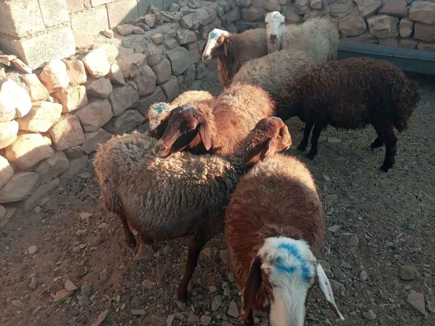 میش و بره|حیوانات مزرعه|کرمانشاه, |دیوار