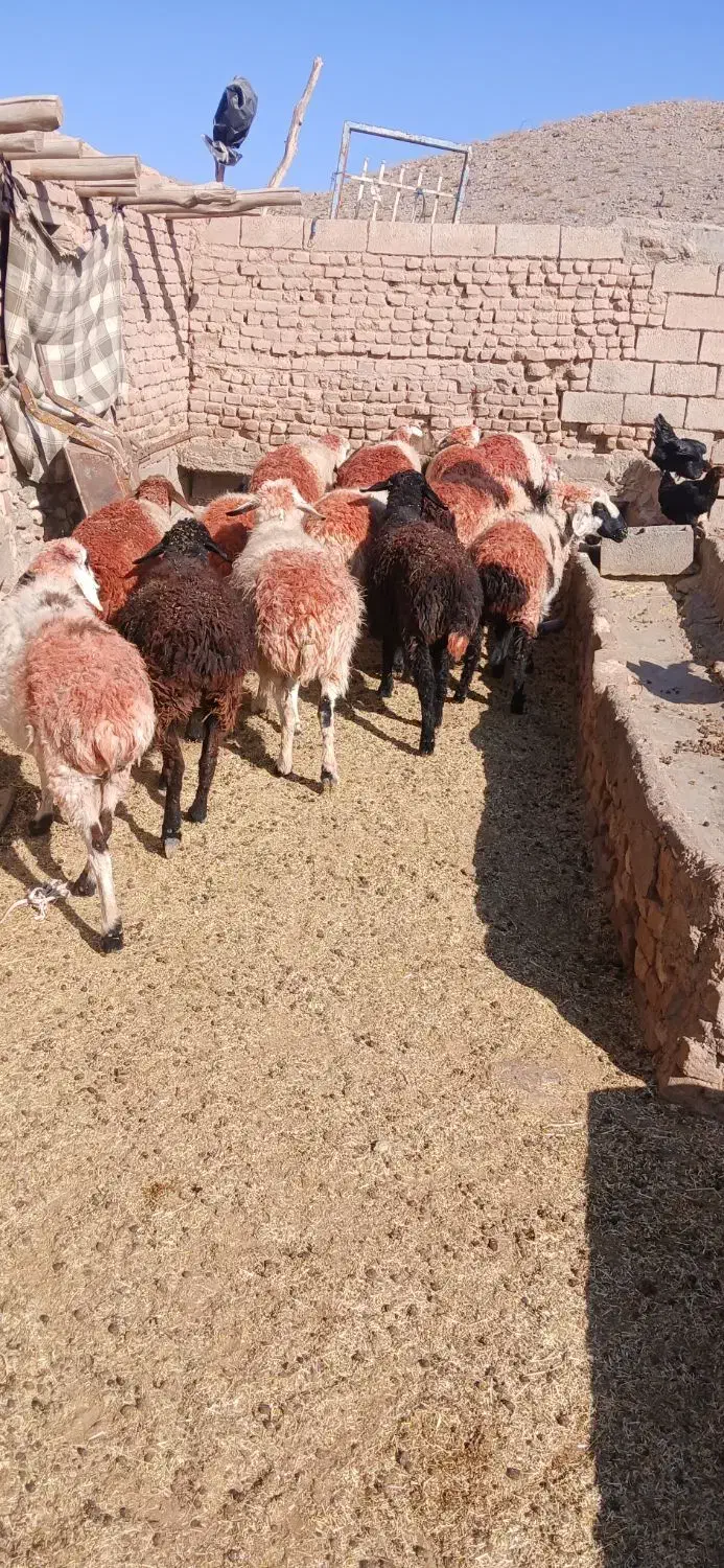 میش.داشتی.گله.گرد|حیوانات مزرعه|سبزوار, قصبه شرقی|دیوار