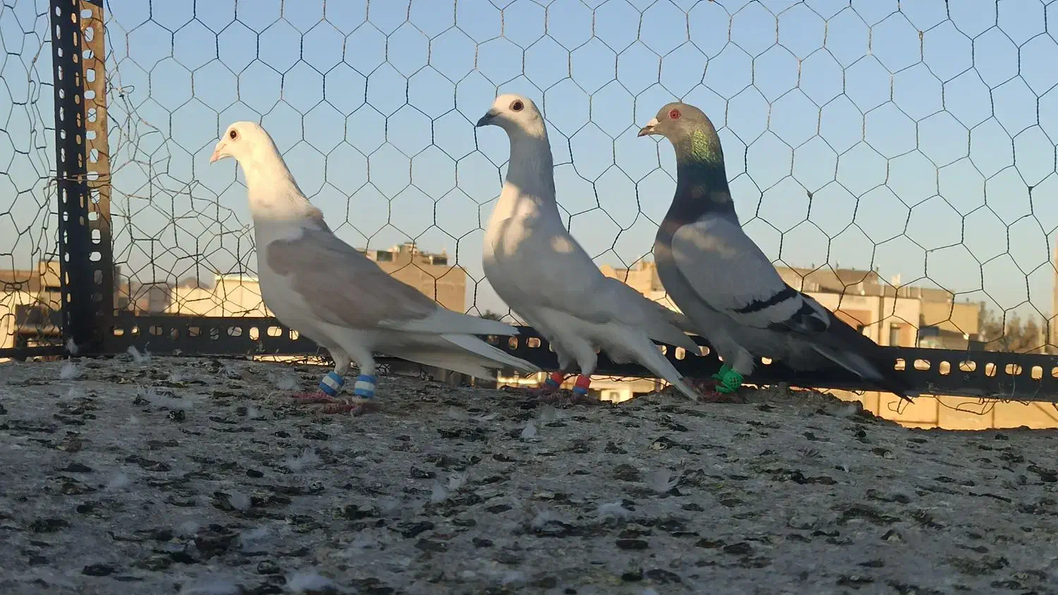 گرفتنی قلدور|پرنده|تربت‌حیدریه, قائم|دیوار