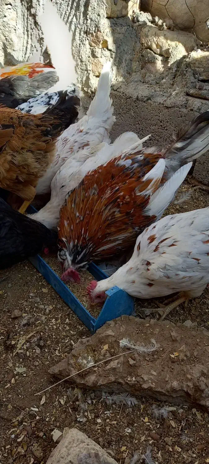 مرغ و خروس|حیوانات مزرعه|یزدان شهر, |دیوار