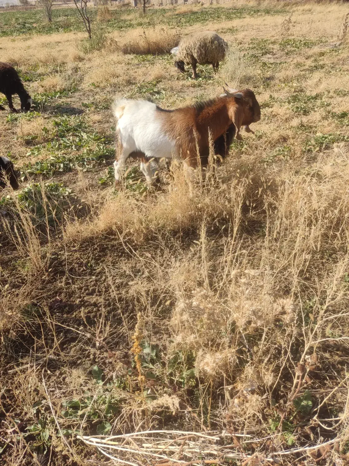 ساورین|حیوانات مزرعه|زاغه, |دیوار