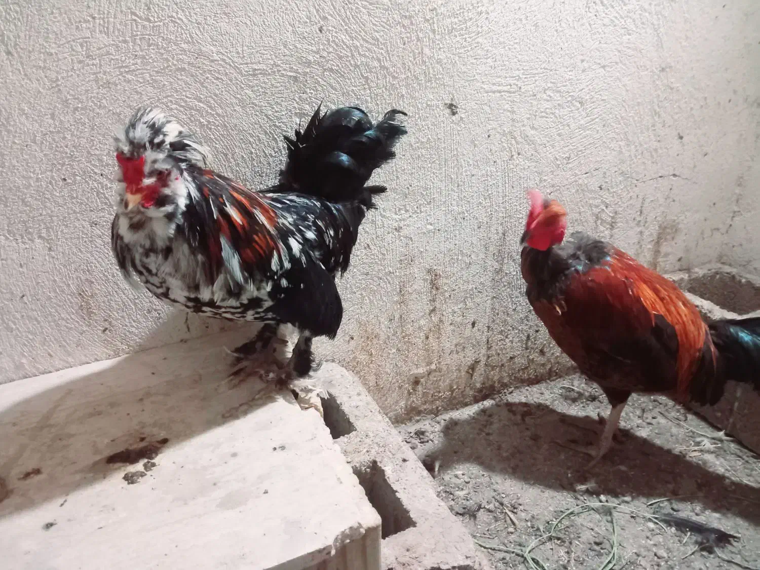 مرغ|حیوانات مزرعه|صدرا-فارس, فاز ۲|دیوار