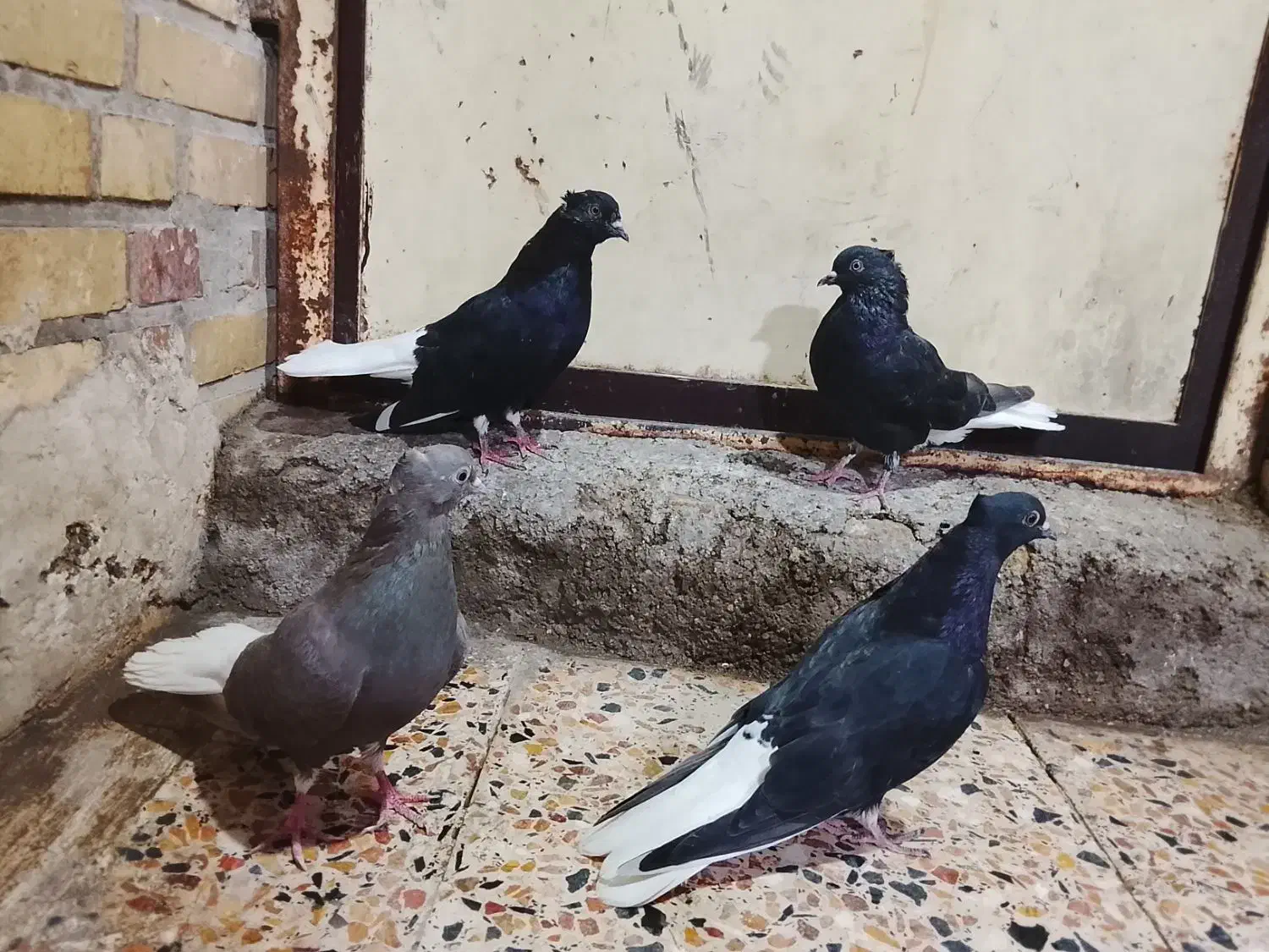 سلام 4عدد دم سفید|حیوانات|اهواز, کوی علوی|دیوار