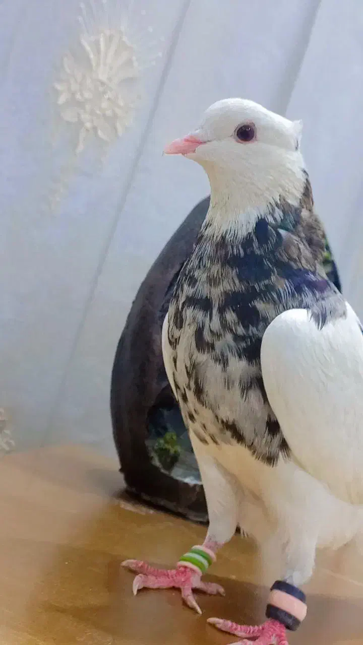 طوقی هفت رنگ|پرنده|بندر ماهشهر, |دیوار