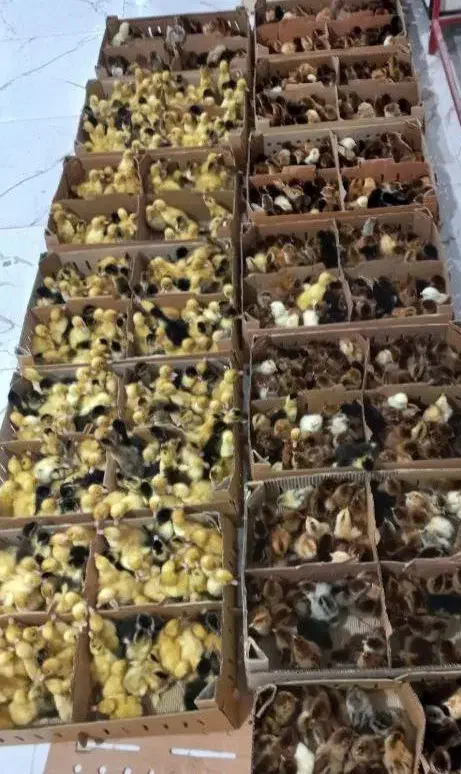 جوجه رنگی جوجه رسمی یکروزه|حیوانات مزرعه|تهران, جنت‌آباد مرکزی|دیوار