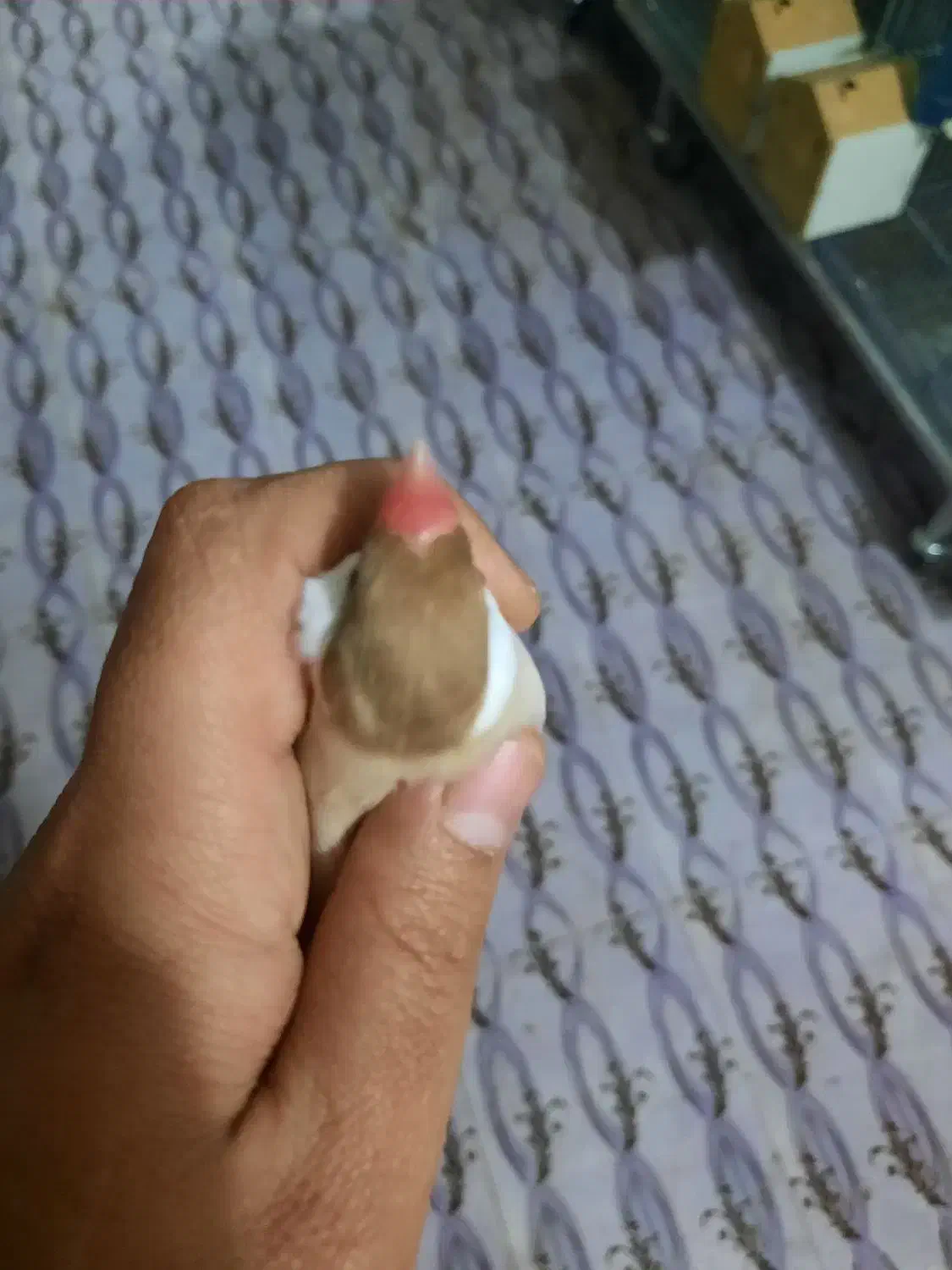 فنچ نرگسی شکلاتی|پرنده|مبارکه, |دیوار