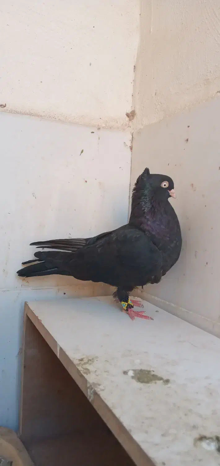 ماده ابادانی|پرنده|کارون, |دیوار